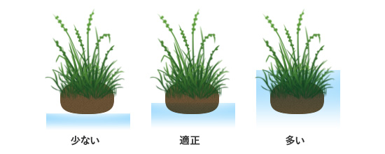 侘び草　腰水の量