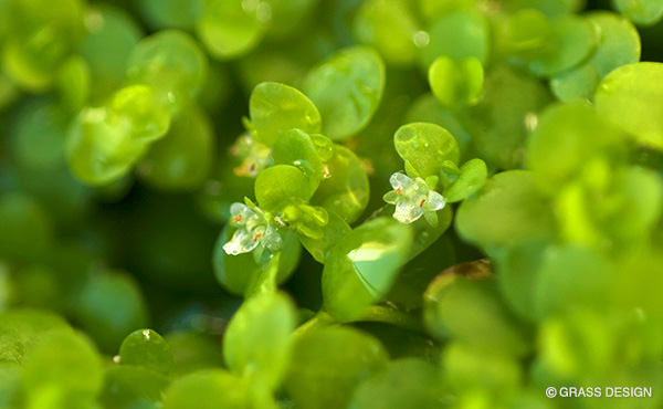 ニューラージパールグラスの花