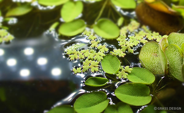 小さい浮き草