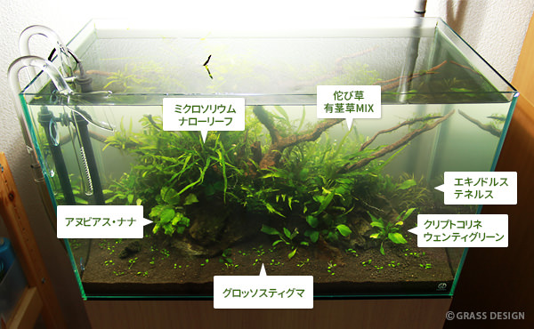 60cm水草水槽の流木レイアウト