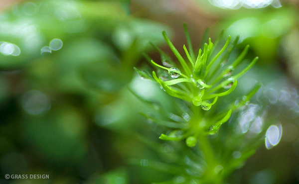 水草