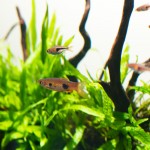 カロクロマとエスペイ