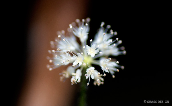 アマゾンチドメグサの花