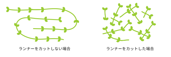 グロッソの増え方パターン