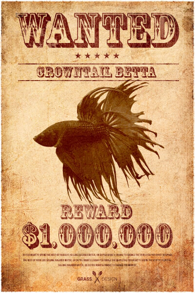 wanted-betta