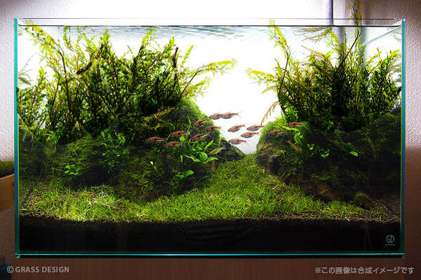 インパクト大 ハイグロフィラ ピンナティフィダでレイアウト Grass Design アクアリウム 水草水槽 熱帯魚の情報