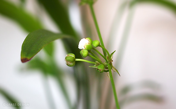 エキノドルスの花・つぼみ