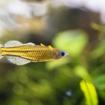 蝶のような熱帯魚。バタフライレインボーを飼育してみる！