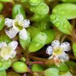 水上育成中の水草、グロッソスティグマの花が咲きました！