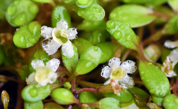 水上育成中の水草 グロッソスティグマの花が咲きました アクアリウム 水草水槽 熱帯魚の情報 Grass Design