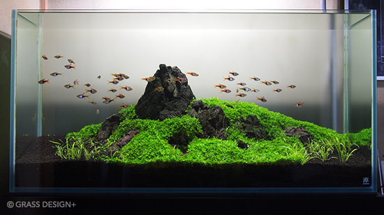 90cm水槽のレイアウト メインだけどストック アクアリウム 水草水槽 熱帯魚の情報 Grass Design