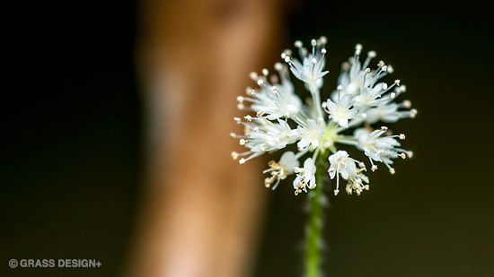 アマゾンチドメグサの花