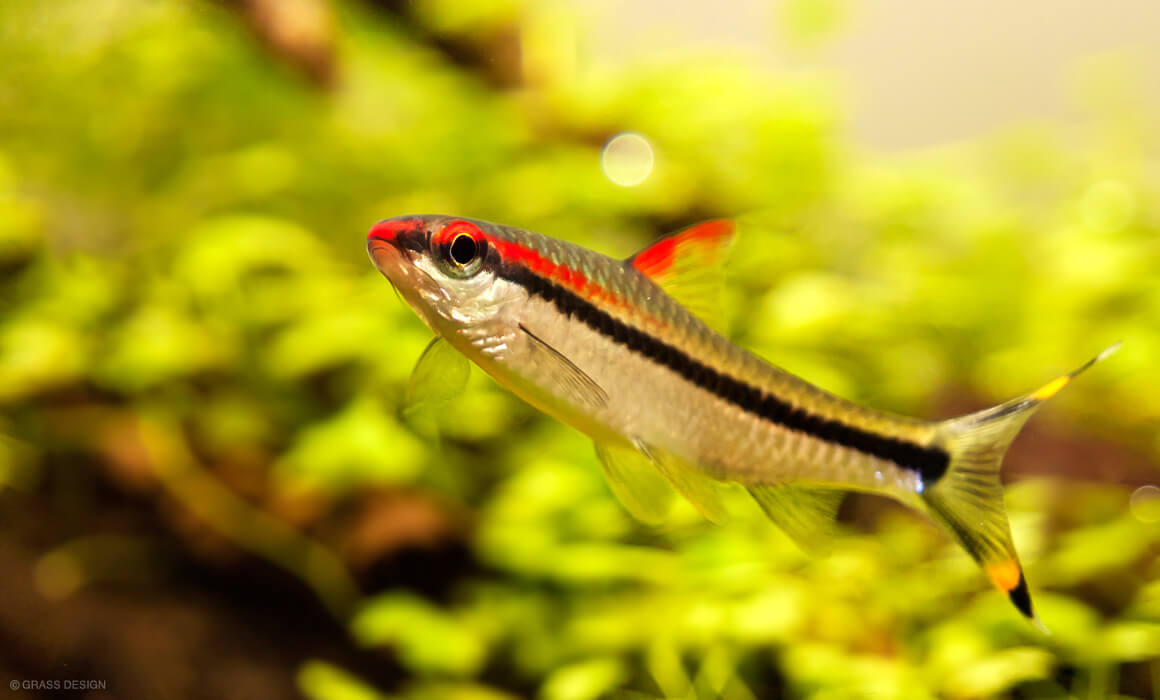 サイアミーズ フライングフォックスは黒髭コケ対策に有効 Grass Design アクアリウム 水草水槽 熱帯魚の情報 サイアミーズ フライングフォックスは黒髭コケ対策に有効 Grass Design アクアリウム 水草水槽 熱帯魚の情報