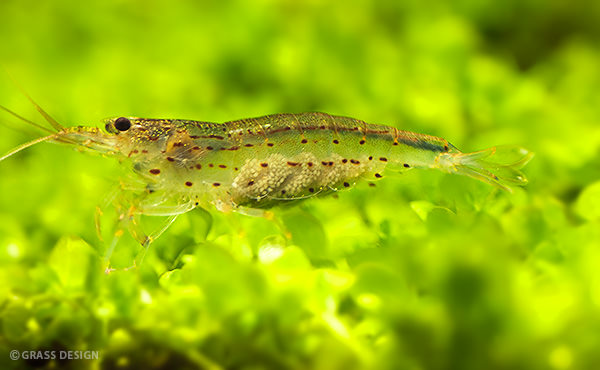 ヤマトヌマエビの脱皮 抜け殻って結構キレイですよね Grass Design アクアリウム 水草水槽 熱帯魚の情報