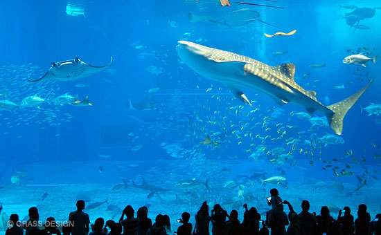 美ら海水族館　黒潮の海