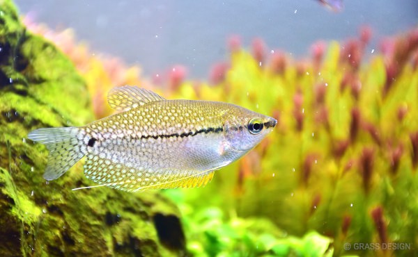 パールグラミーを飼育しよう 混泳できる大きめ熱帯魚 Grass Design アクアリウム 水草水槽 熱帯魚の情報