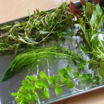 佗び草からトリミングした有茎草を小型水槽に差し戻しました！