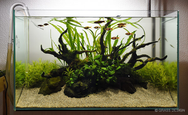 60cm水草・化粧砂レイアウト