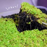 土付きの水草の植え方☆水草水槽レイアウトで使う方法。