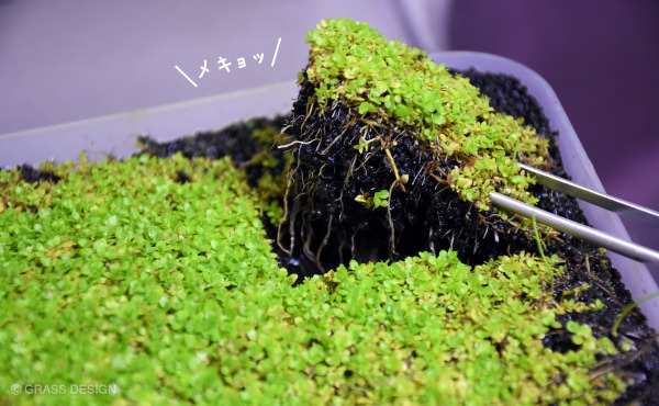 土付きの水草の植え方 水草水槽レイアウトで使う方法 Grass Design アクアリウム 水草水槽 熱帯魚の情報