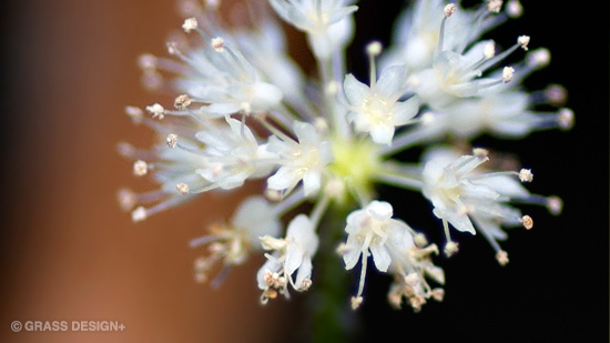 アマゾンチドメグサの花