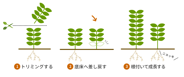 有茎草の差し戻し