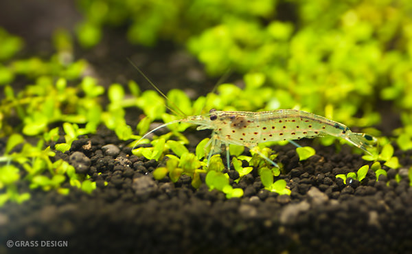 ヤマトヌマエビの抱卵が 嬉しいような悲しいような 切ない件について Grass Design アクアリウム 水草水槽 熱帯魚の情報