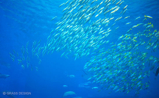 群泳する魚