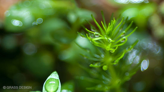 水草と水滴