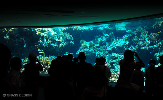 美ら海水族館