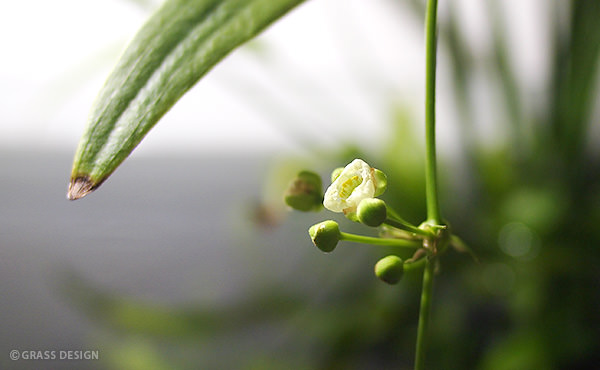 エキノドルスの花・しぼむ