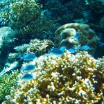 たまらなく美しすぎる青の景色。沖縄美ら海水族館その1