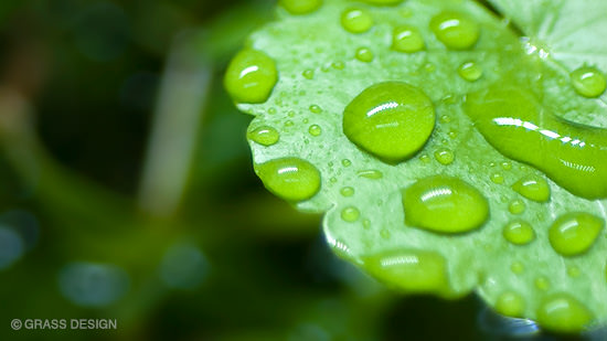 水草が気泡や水滴でドレスアップした姿に思わずウットリ Grass Design アクアリウム 水草水槽 熱帯魚の情報