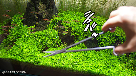 ニューラージパールグラスのトリミング方法 ポイント Grass Design アクアリウム 水草水槽 熱帯魚の情報