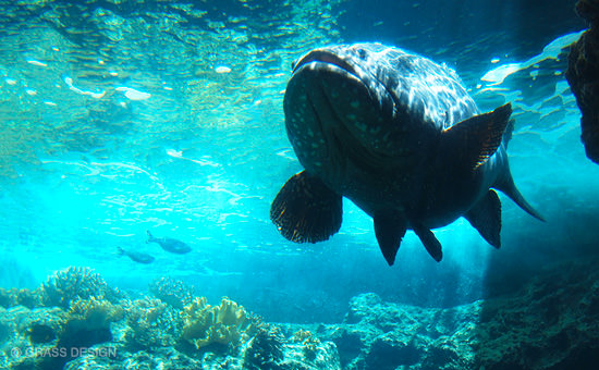 美ら海水族館