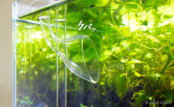 ADAのリリィパイプP-2！ガラスは水草との相性が良い！ | GRASS DESIGN 