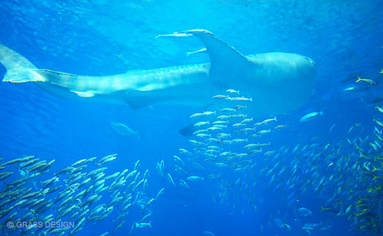 ジンベエザメと小魚