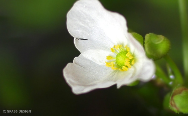 エキノドルスの花・拡大