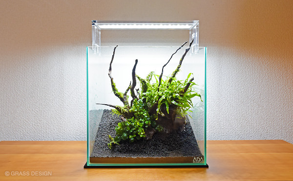 水草30cm水槽レイアウト