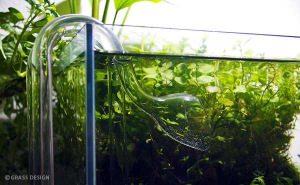 ADAのリリィパイプP-2！ガラスは水草との相性が良い！ | GRASS DESIGN 