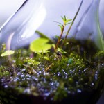 電球テラリウムの作り方☆水草と苔を使って10分で完了！