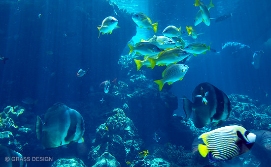 美ら海水族館