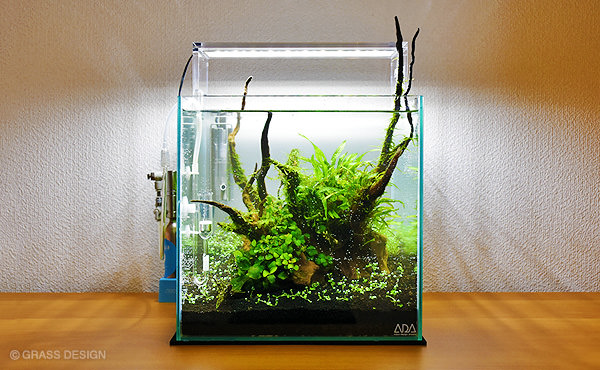 水草30cm水槽レイアウト