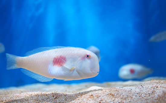 美ら海水族館