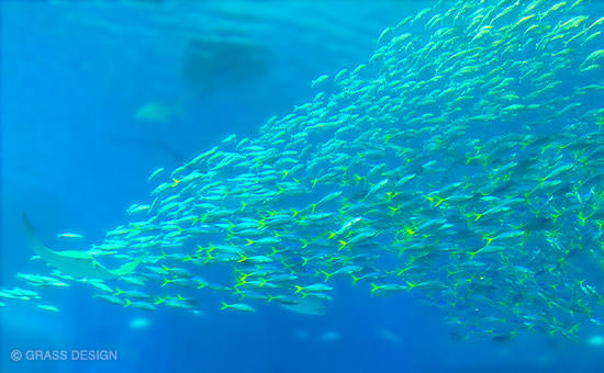 小魚の群泳