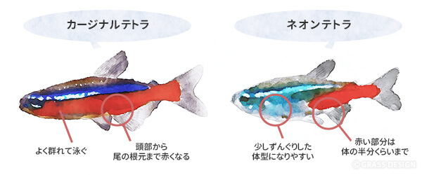 カージナルテトラとネオンテトラの違い