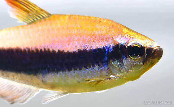 ベタが餌を食べない 吐き出す原因と対処法 Grass Design アクアリウム 水草水槽 熱帯魚の情報 ベタが餌を食べない 吐き出す原因と対処法 Grass Design アクアリウム 水草水槽 熱帯魚の情報