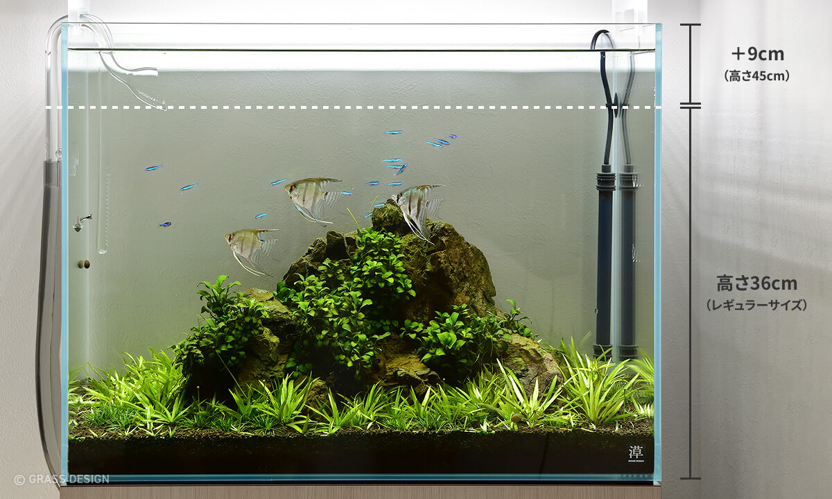 熱帯魚を飼育したくなってエンゼルフィッシュを飼ってみた Grass Design アクアリウム 水草水槽 熱帯魚の情報