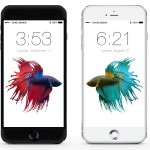 iPhone6sの壁紙は金魚が泳ぎまわる？画像がリーク。