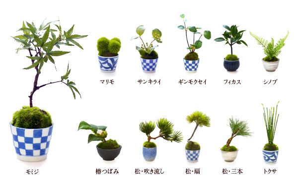 CUPBON 植物ラインナップ